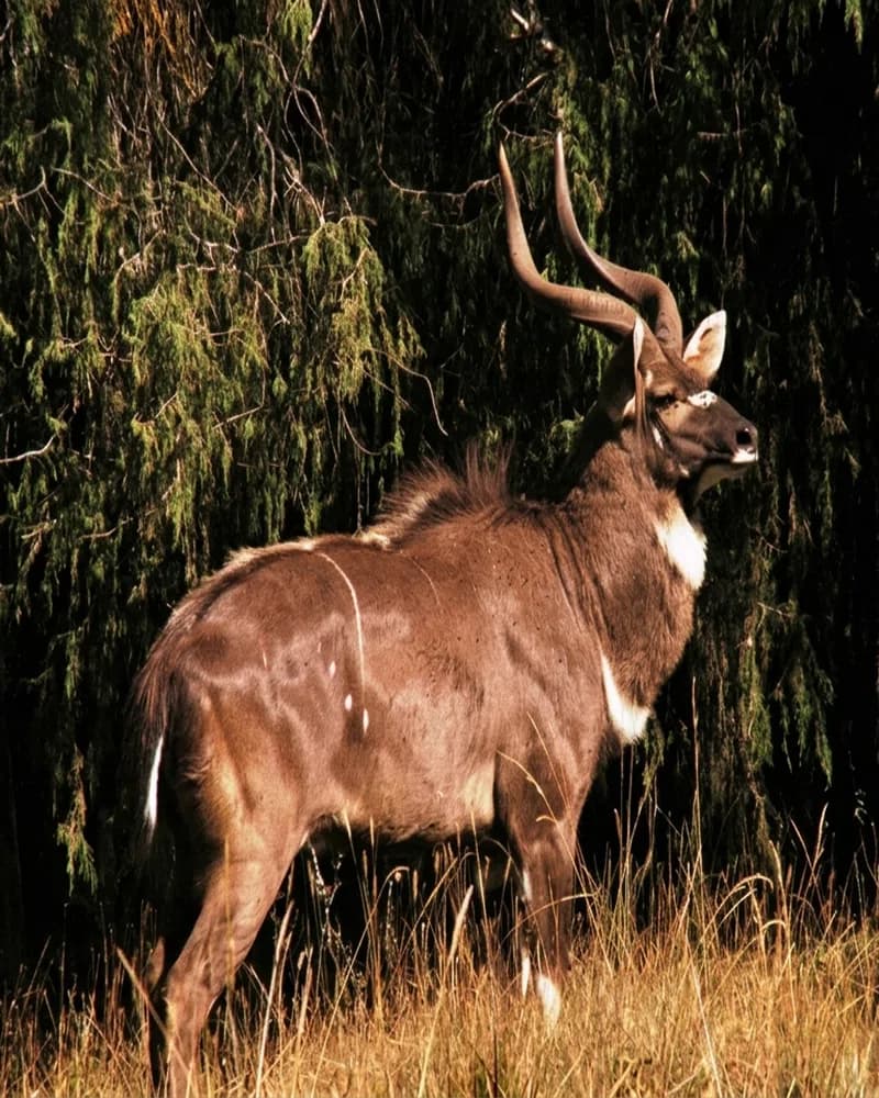 Mauntain Nyala - Heritage Site